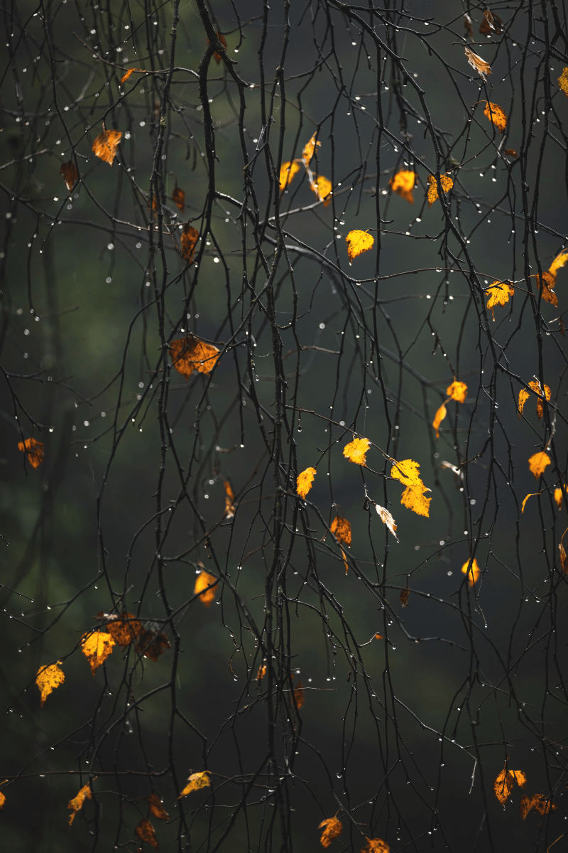 Ein Bild zur Veranschaulichung